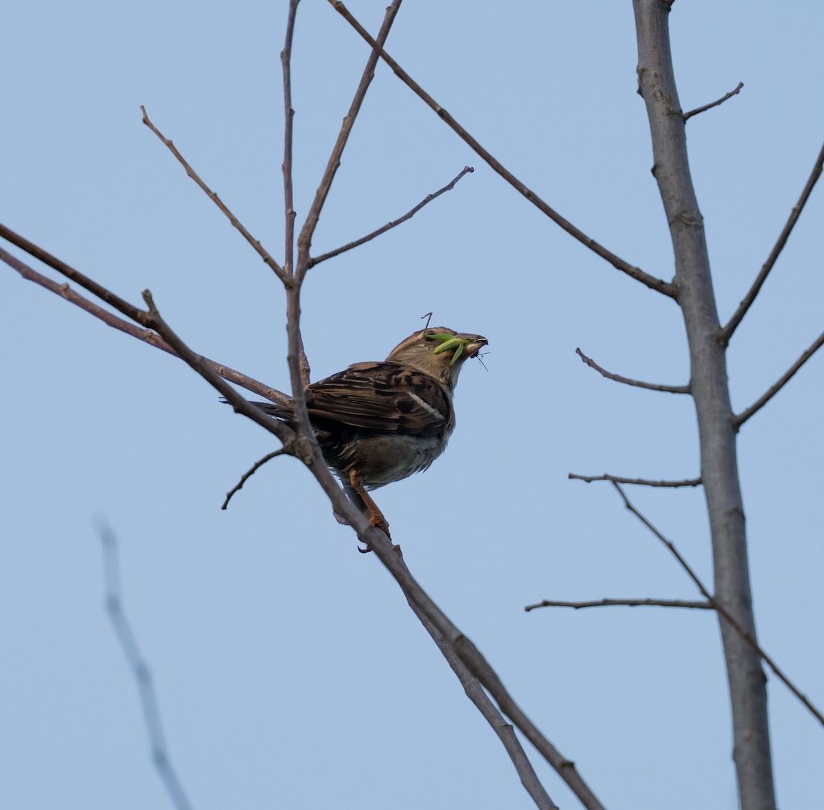 Оронгийн бор шувуу - ML623613713