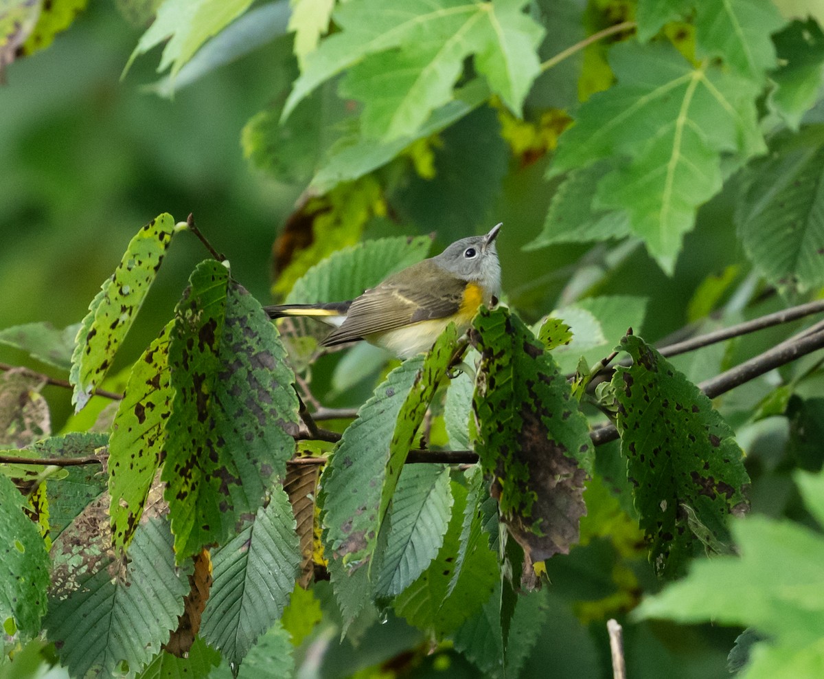 American Redstart - ML623613723
