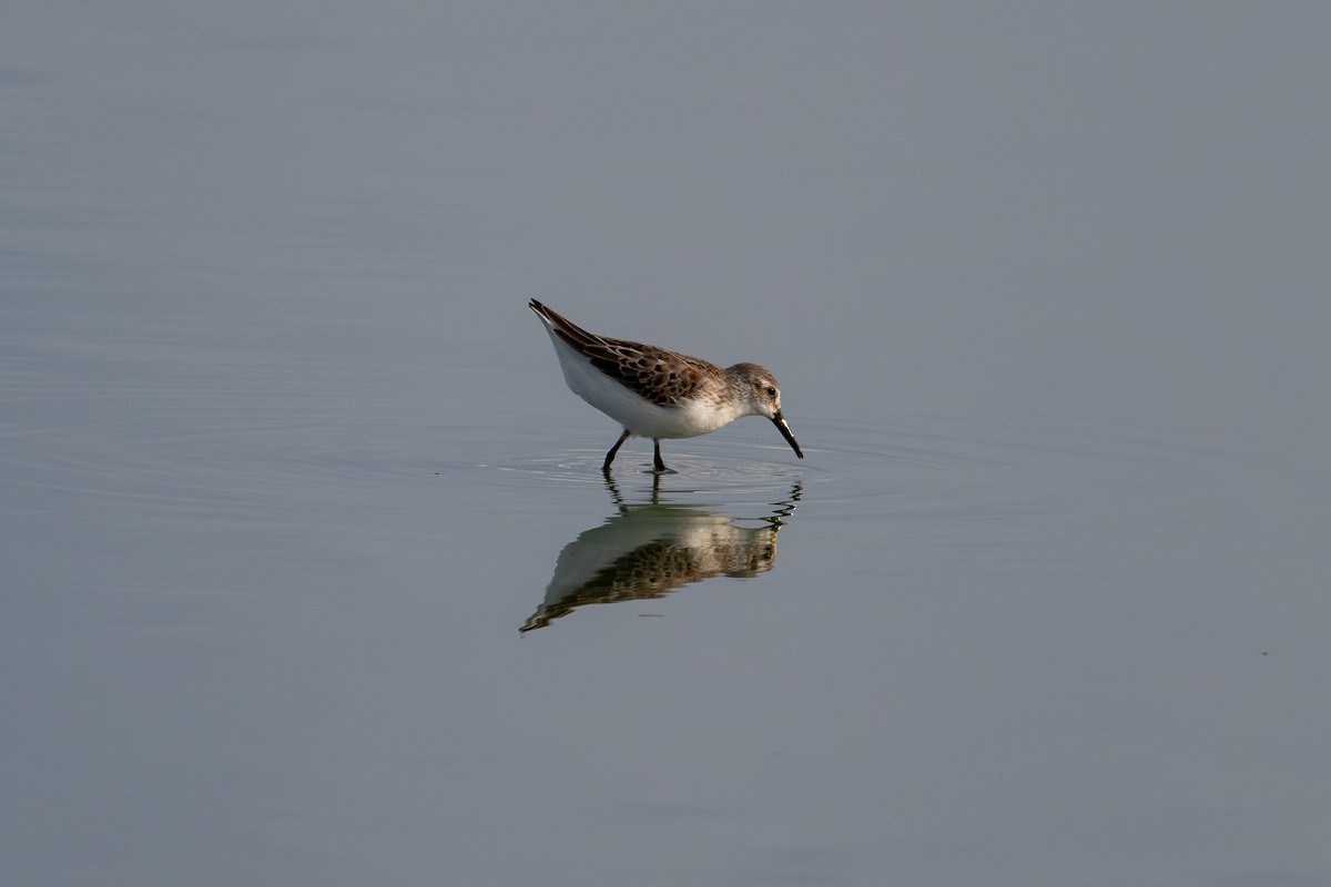 Western Sandpiper - ML623613741