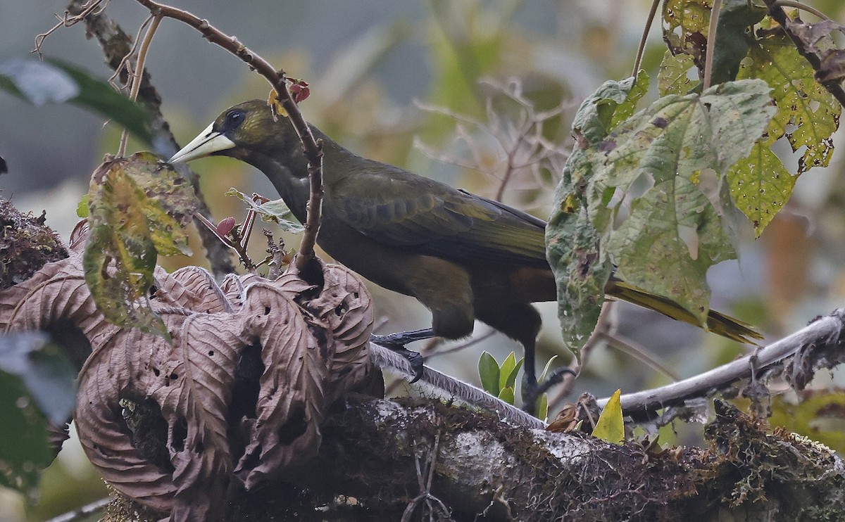 Dusky-green Oropendola - ML623613747