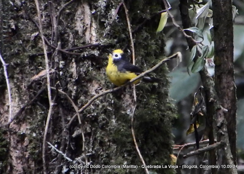 Golden-fronted Redstart - ML623613749