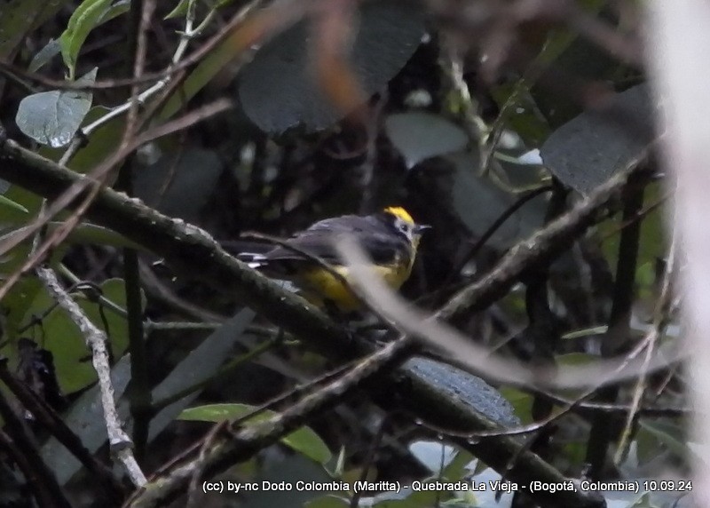 Golden-fronted Redstart - ML623613750