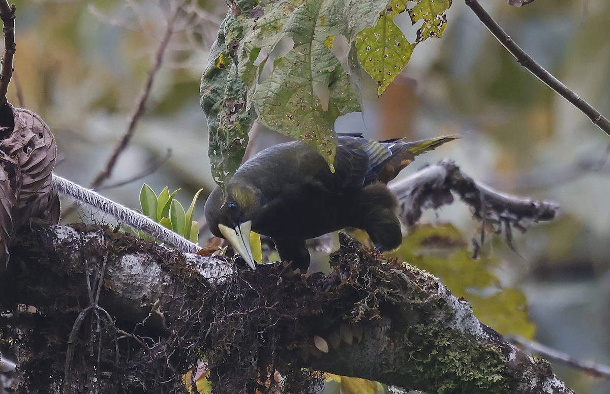 Dusky-green Oropendola - ML623613761