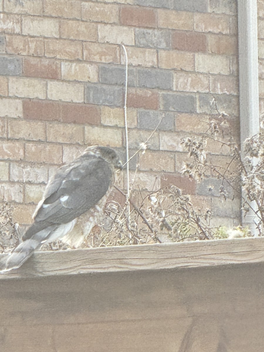 Sharp-shinned Hawk - ML623613811