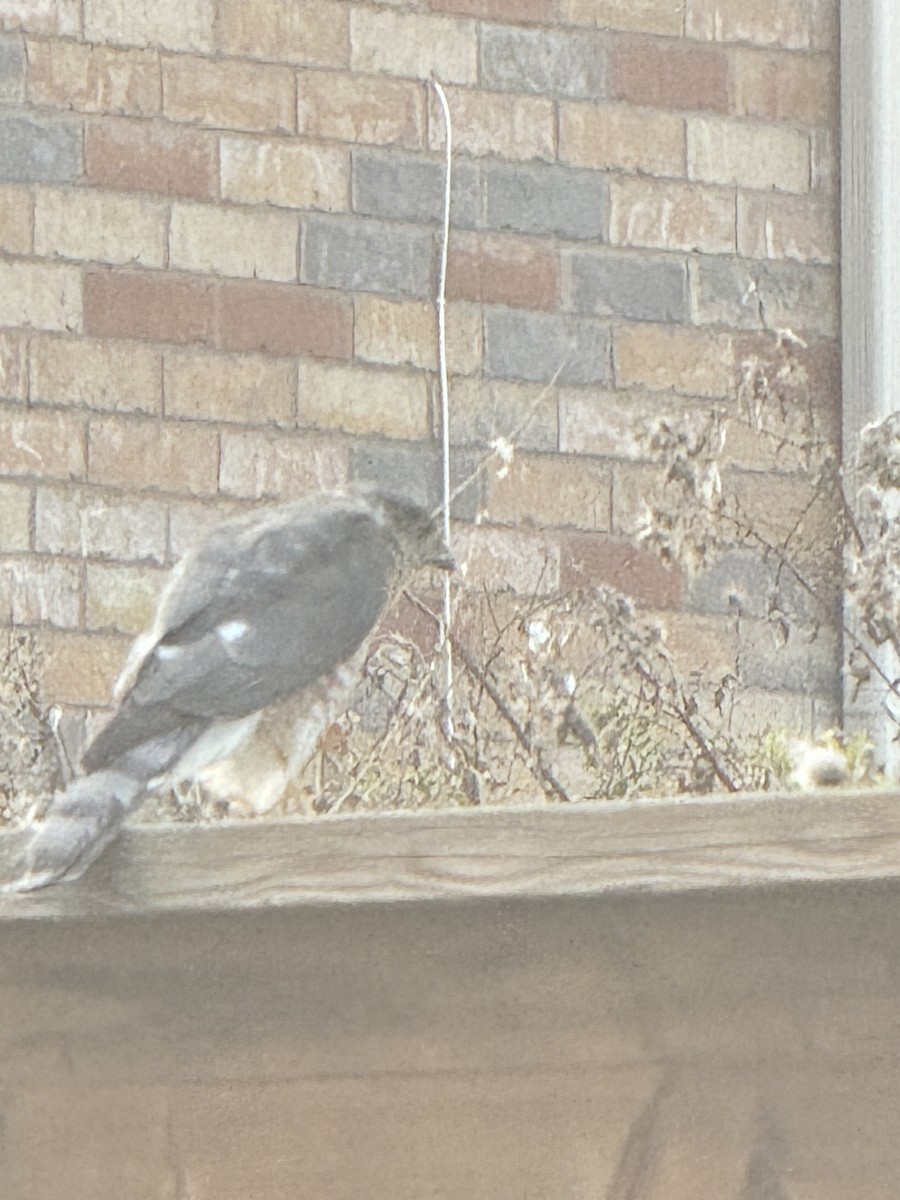 Sharp-shinned Hawk - ML623613812