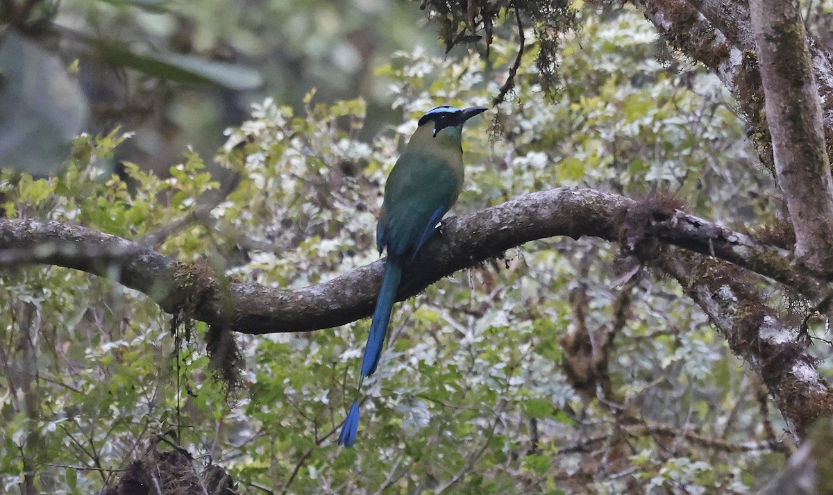 Andean Motmot - ML623613818