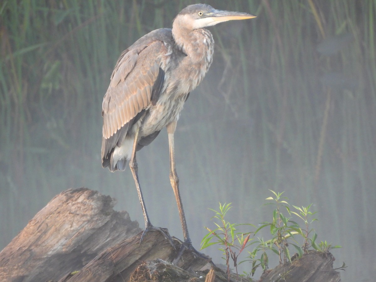 Garza Azulada - ML623613829