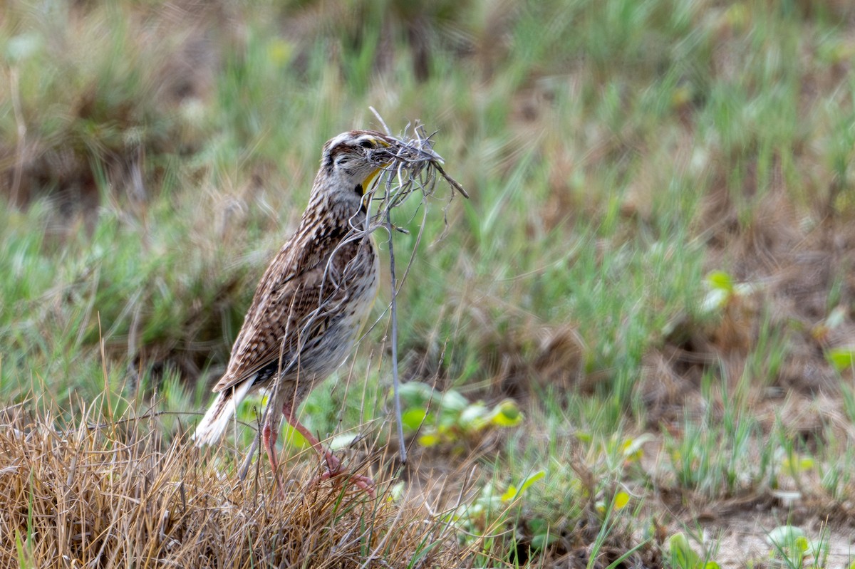 Chihuahuan Meadowlark - Joe Mahaffey