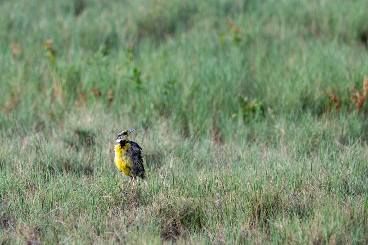 Chihuahuan Meadowlark - ML623613836