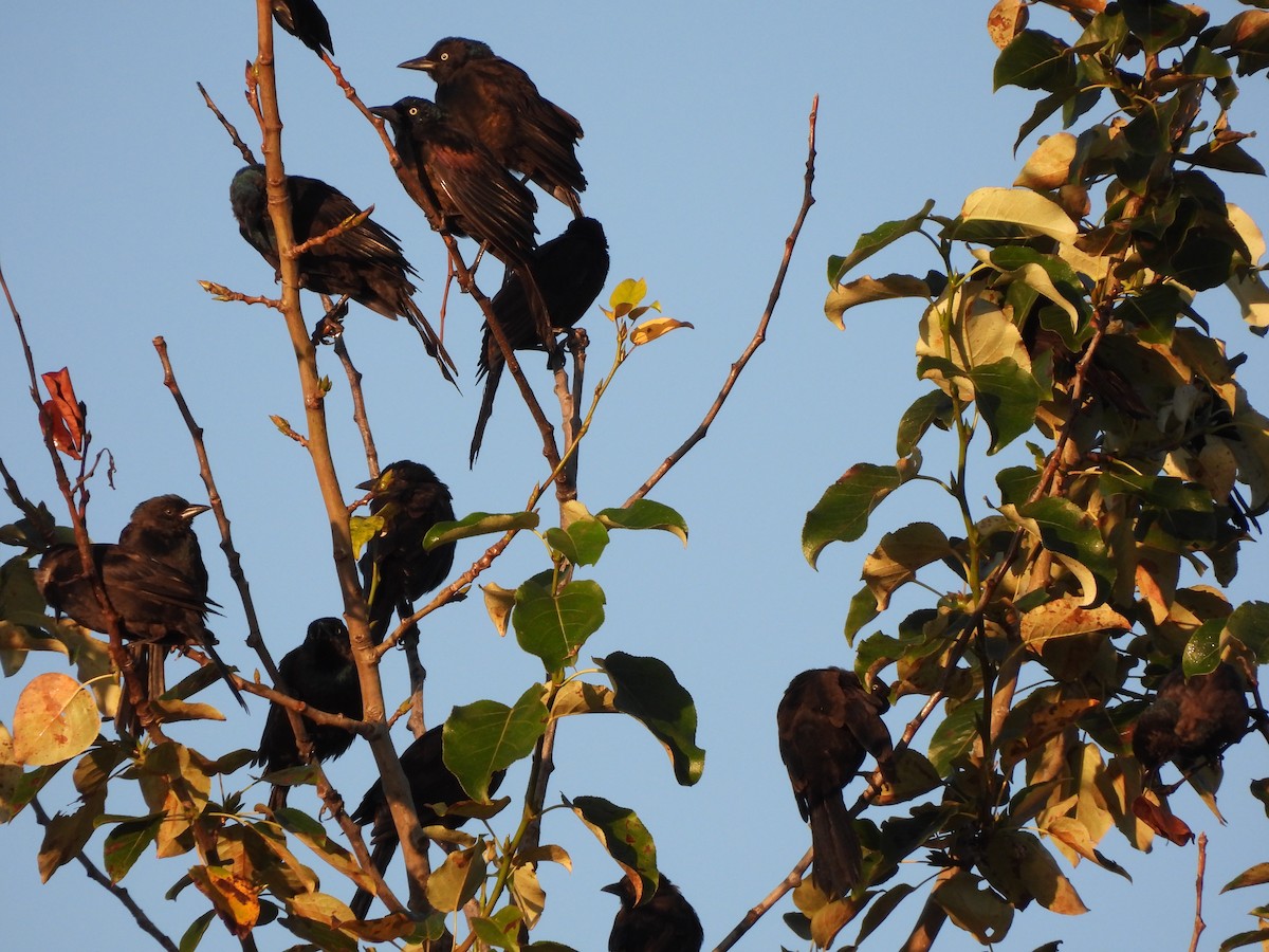 Common Grackle - ML623613937