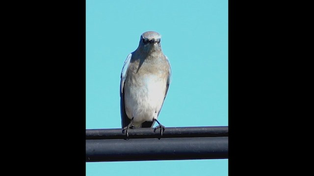 Mountain Bluebird - ML623613967