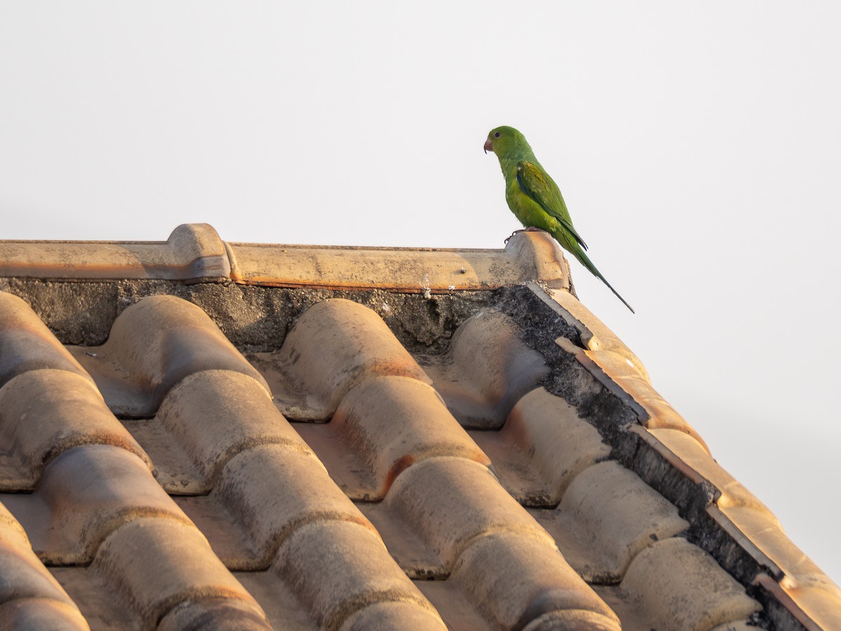 Plain Parakeet - ML623613975