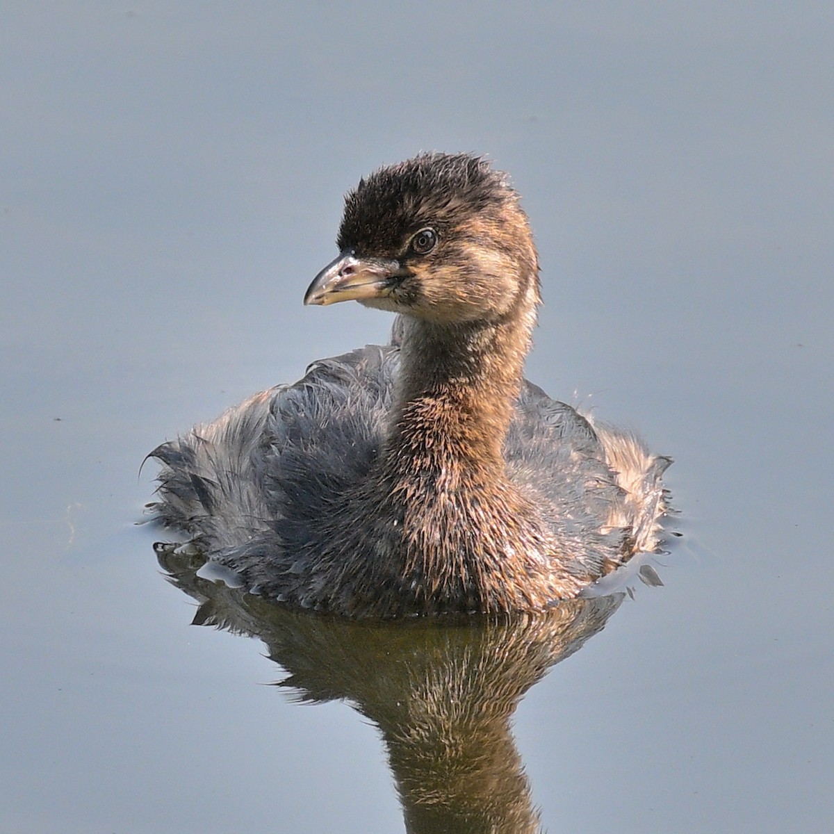 Pied-billed Grebe - ML623613983