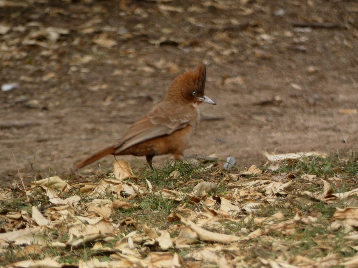 Brown Cacholote - ML623613994