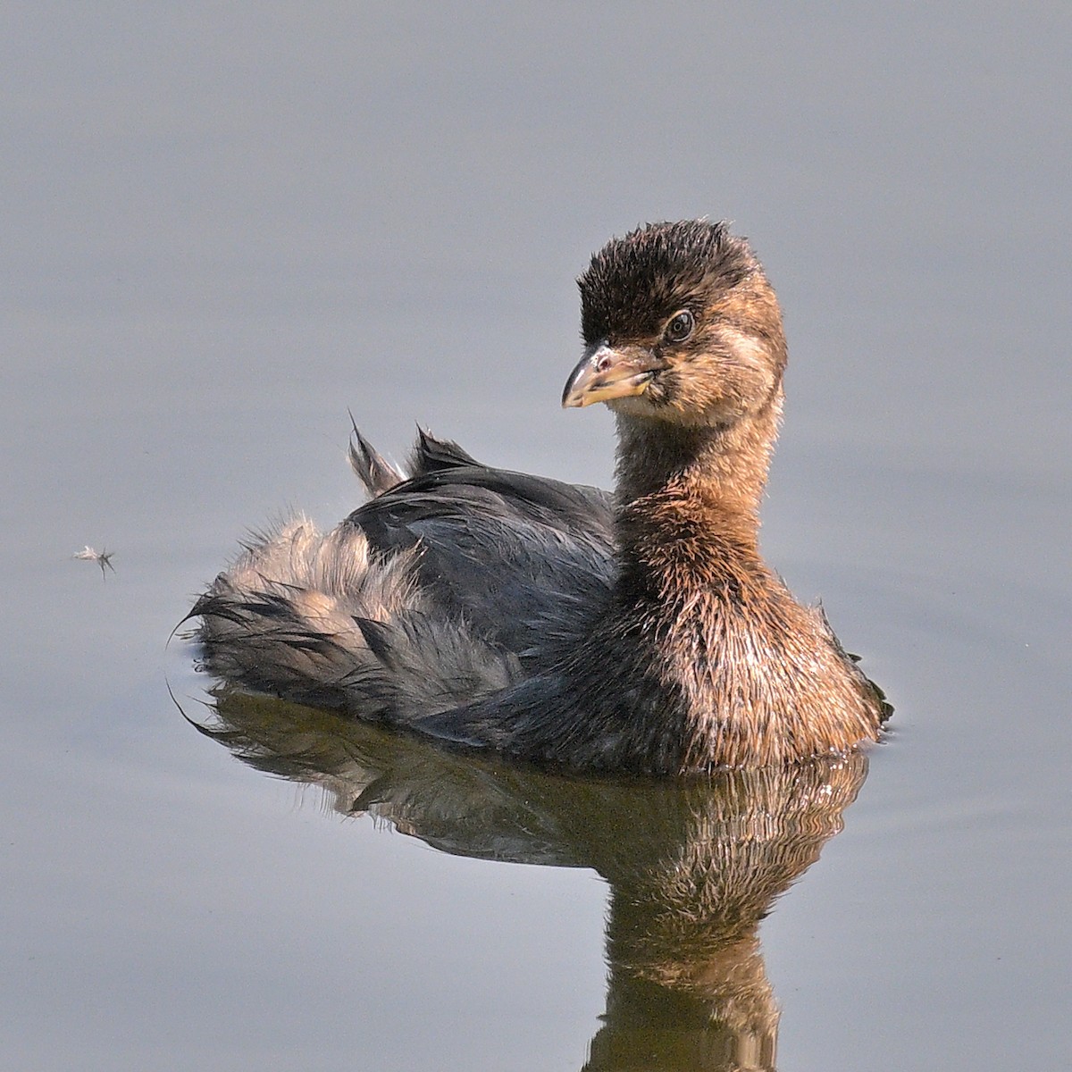 Pied-billed Grebe - ML623613995