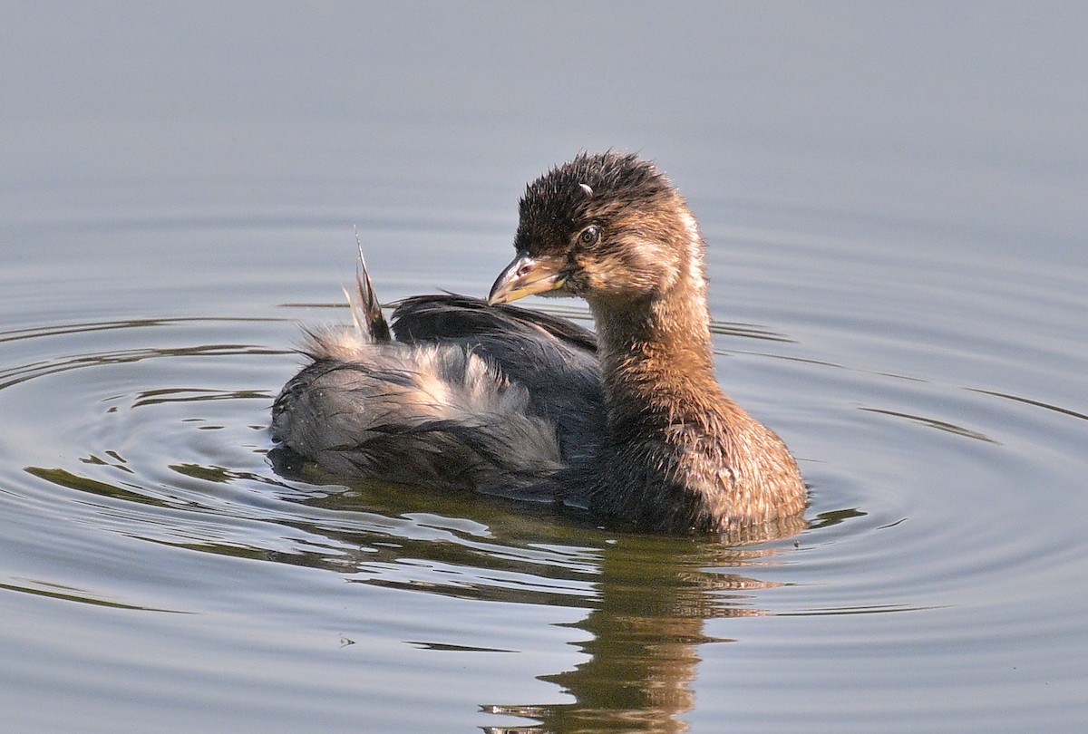 Pied-billed Grebe - ML623614011