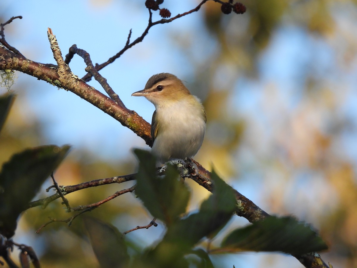 Red-eyed Vireo - ML623614035