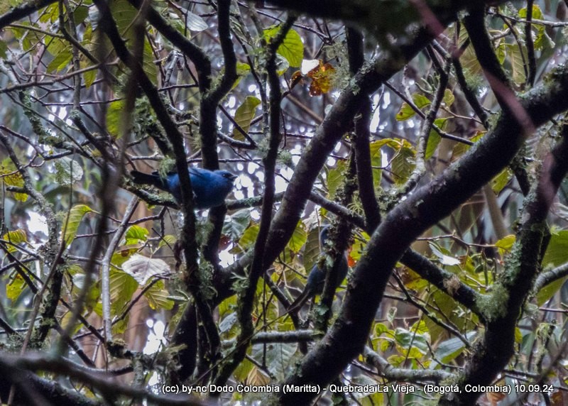 Blue-and-black Tanager - ML623614082