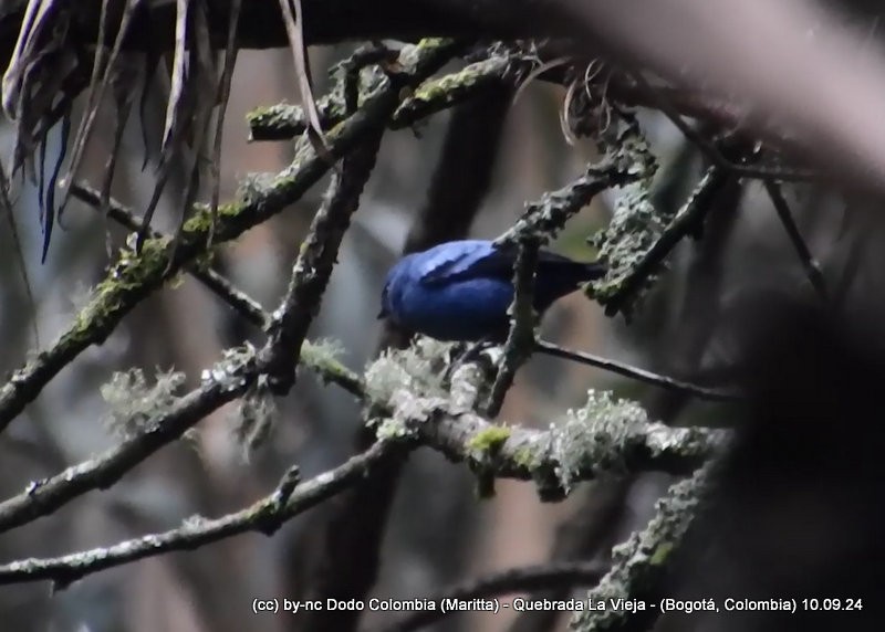 Blue-and-black Tanager - ML623614083