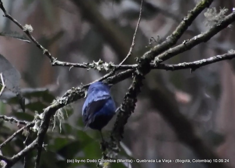 Blue-and-black Tanager - ML623614084