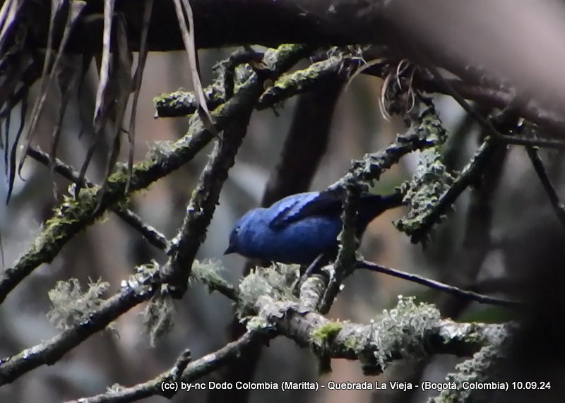 Blue-and-black Tanager - ML623614085