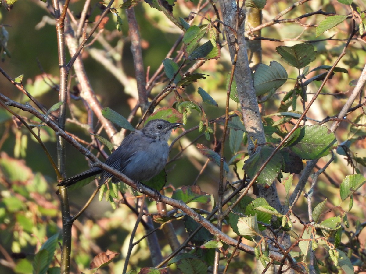 Gray Catbird - ML623614087