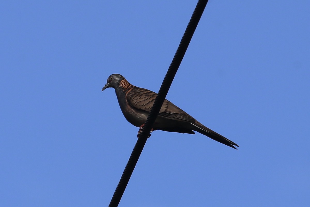 Bar-shouldered Dove - ML623614102