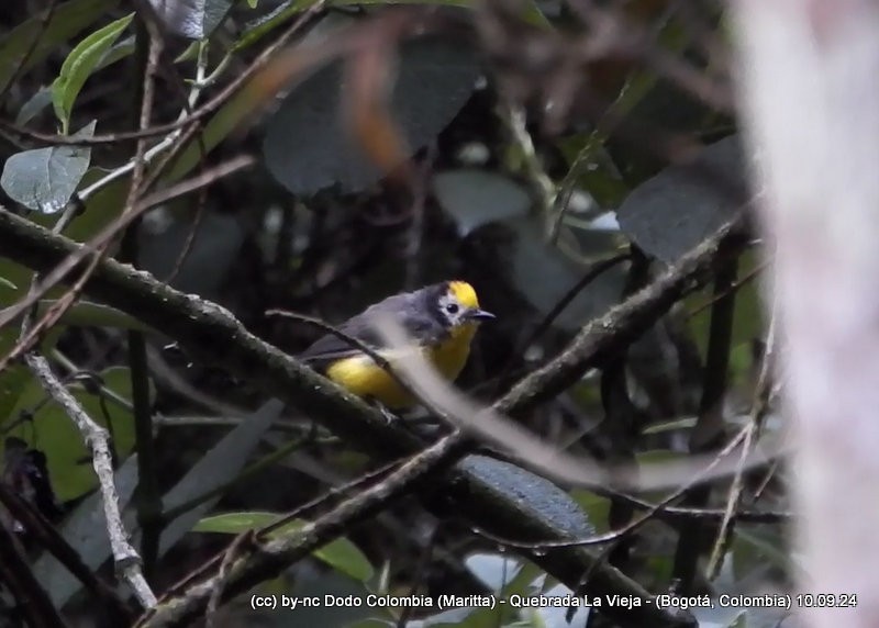 Golden-fronted Redstart - ML623614144