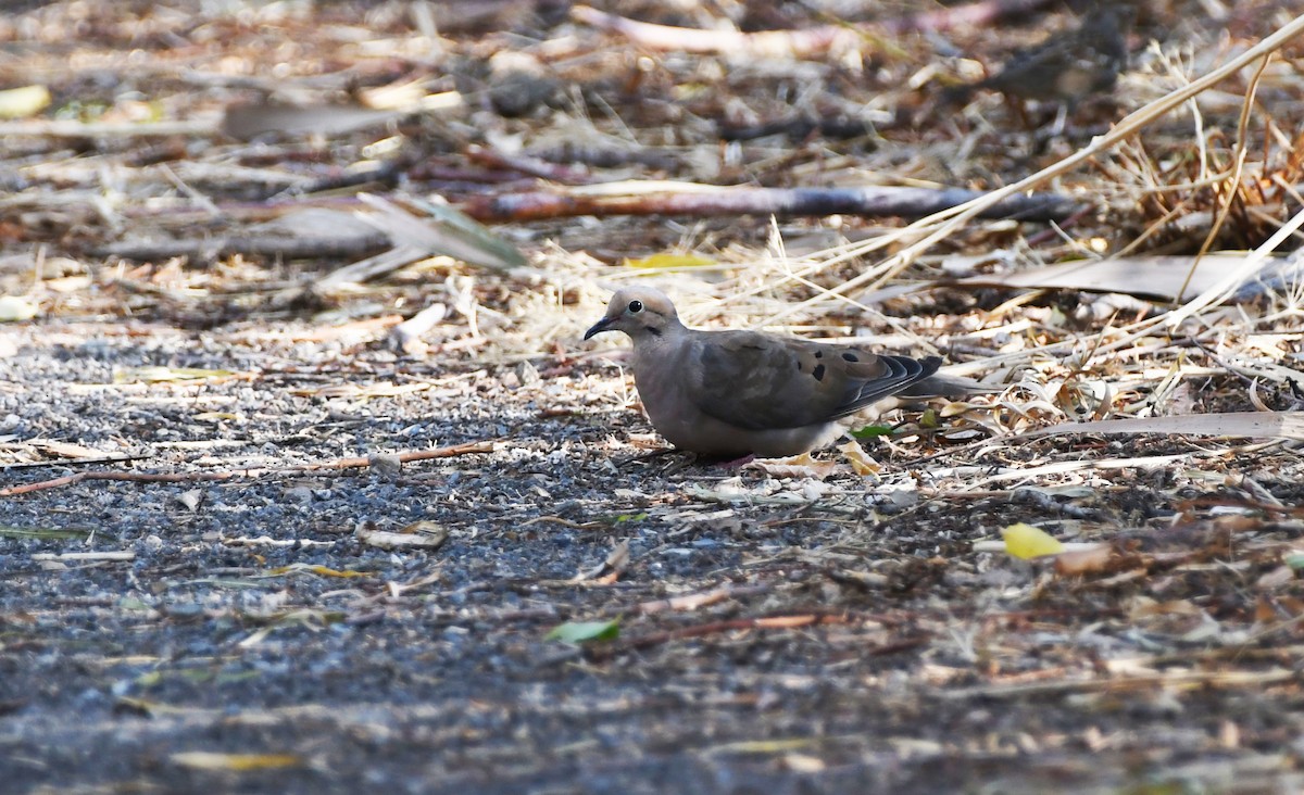 Mourning Dove - ML623614153