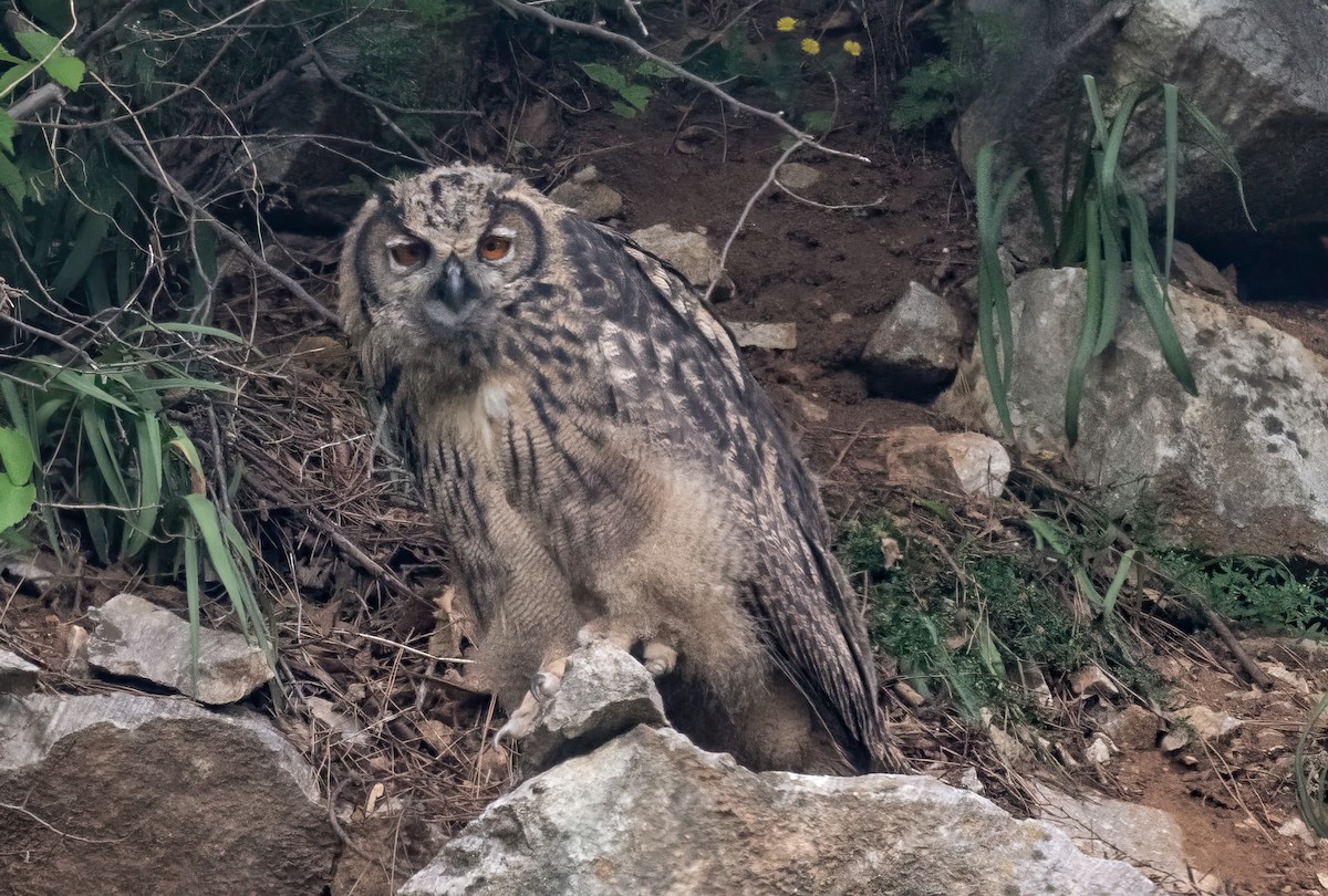 Eurasian Eagle-Owl - ML623614163