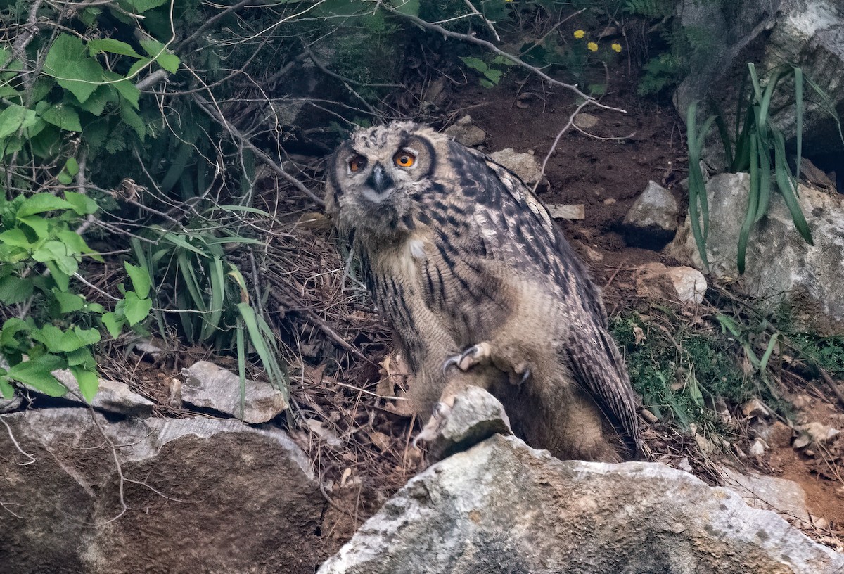 Eurasian Eagle-Owl - ML623614166