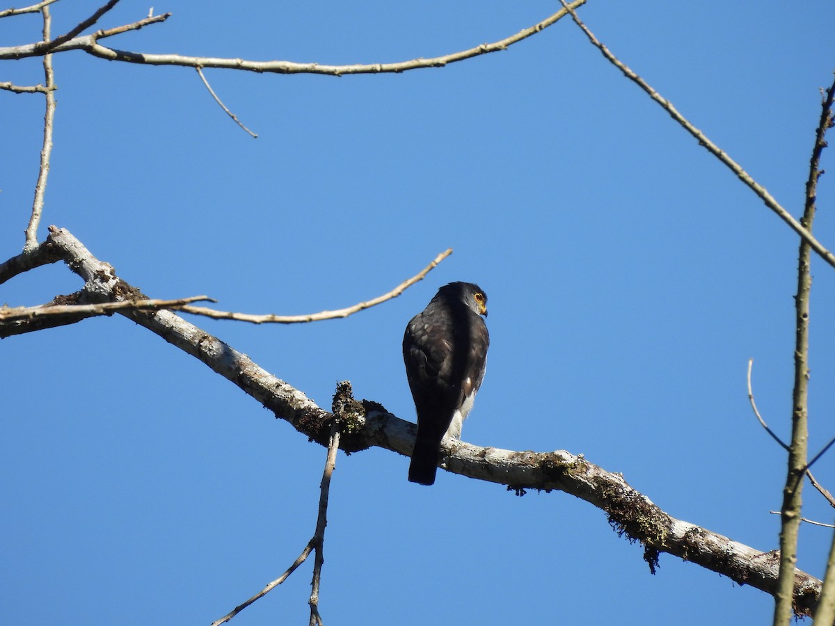 Tiny Hawk - Bev Agler