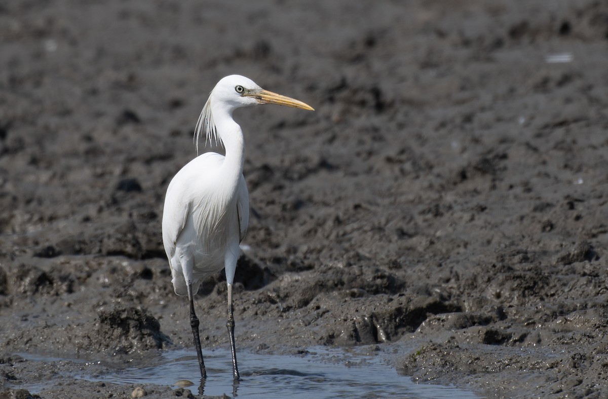 Chinese Egret - ML623614278