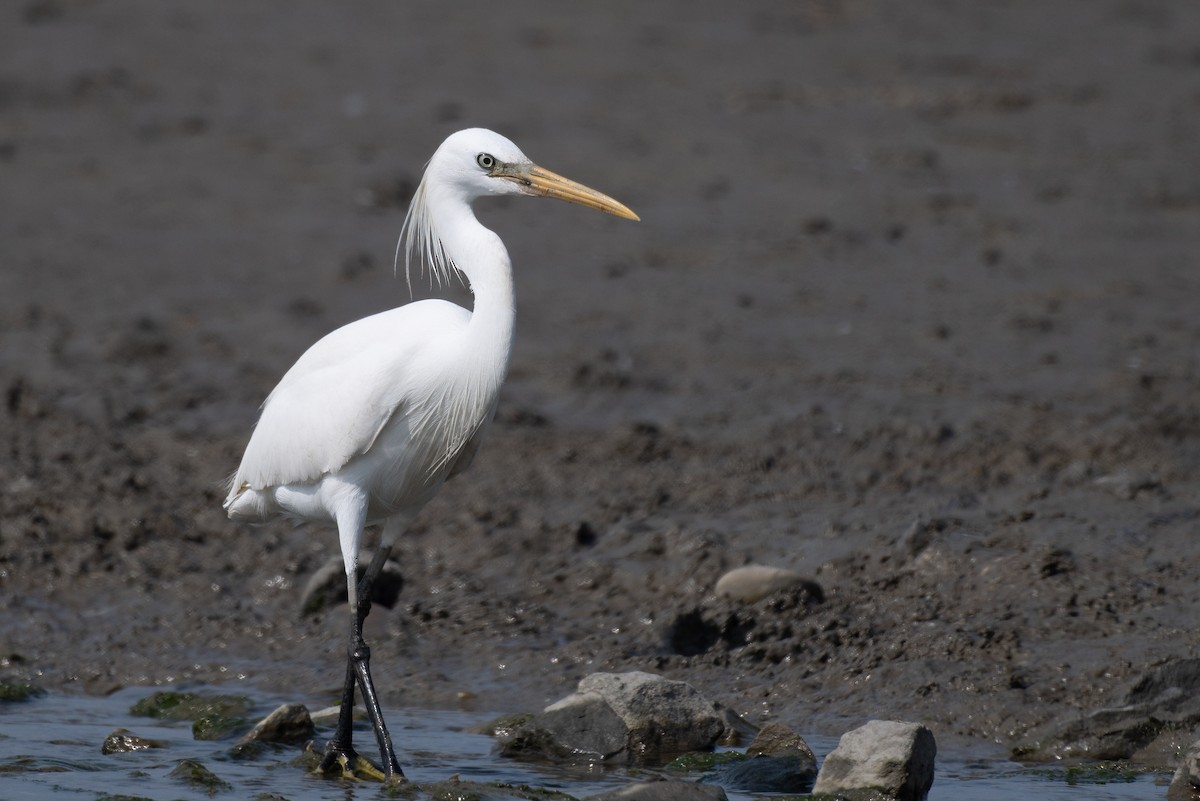 Chinese Egret - ML623614279