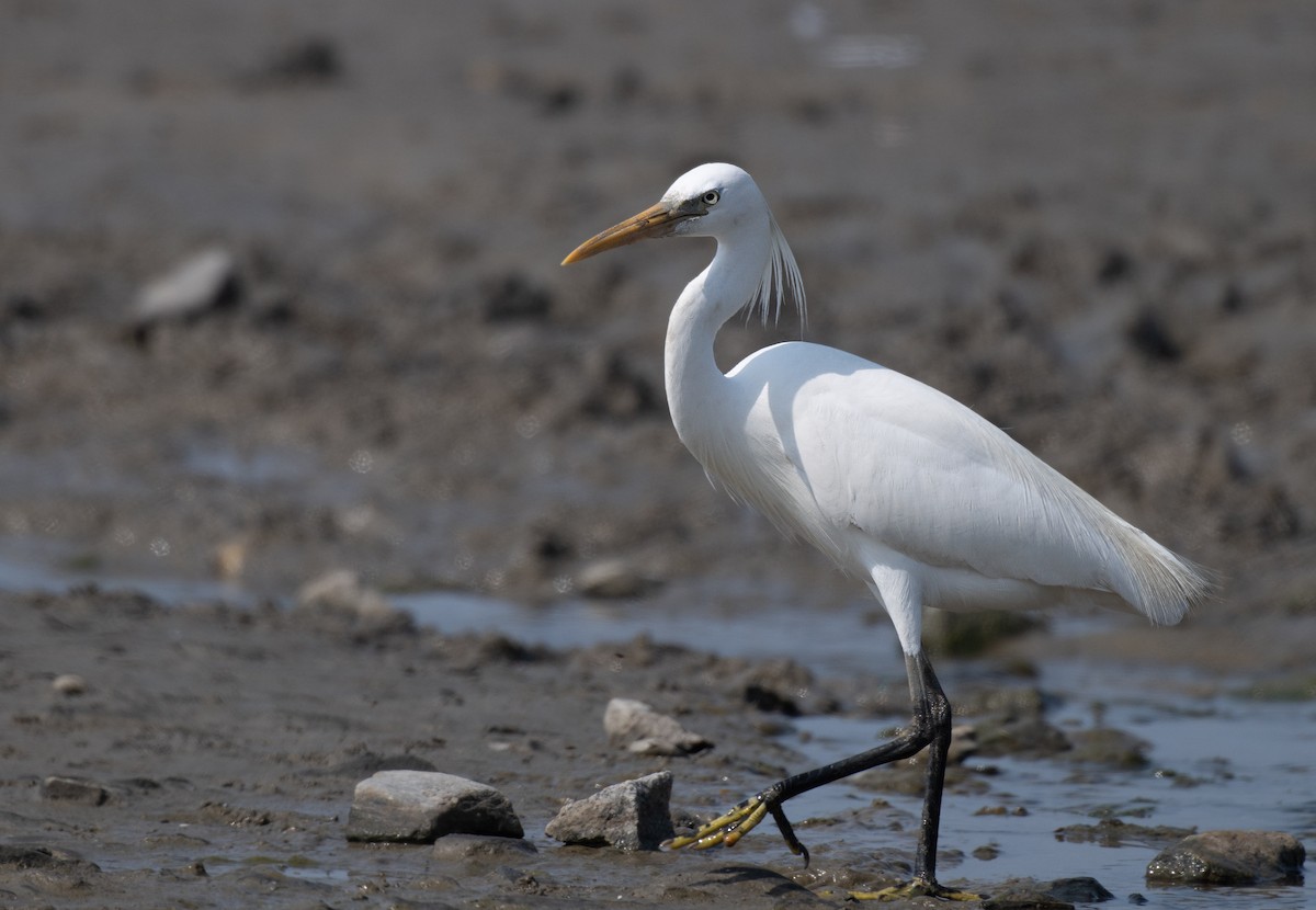 Chinese Egret - ML623614280