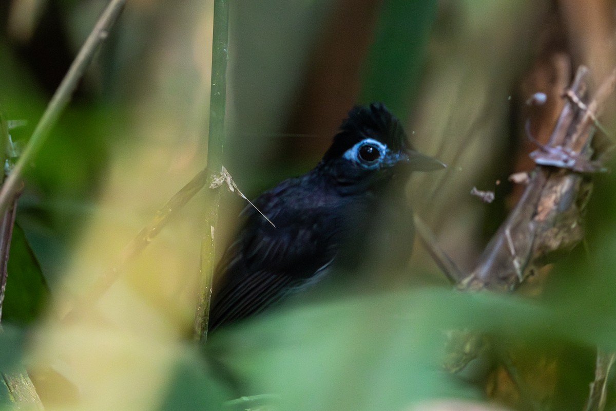 Sooty Antbird - ML623614323