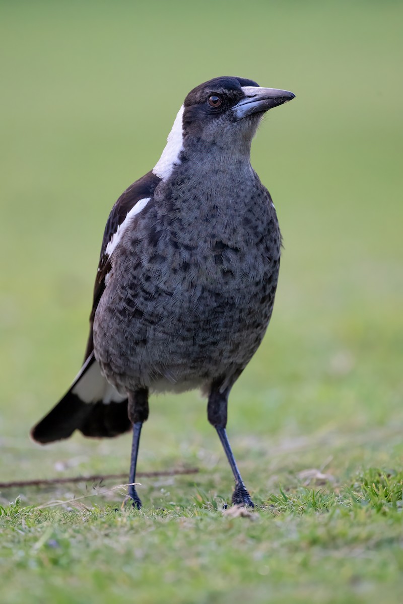 Australian Magpie - Ryan Douglas