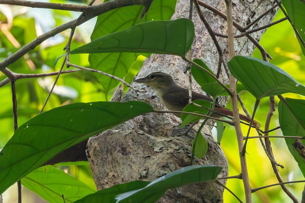 Rufous-rumped Foliage-gleaner - ML623614338