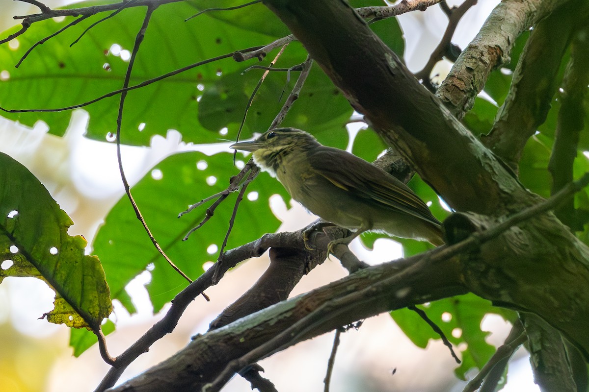 Rufous-rumped Foliage-gleaner - ML623614339