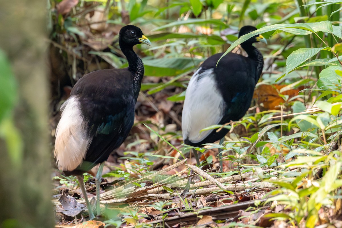 Pale-winged Trumpeter - ML623614374