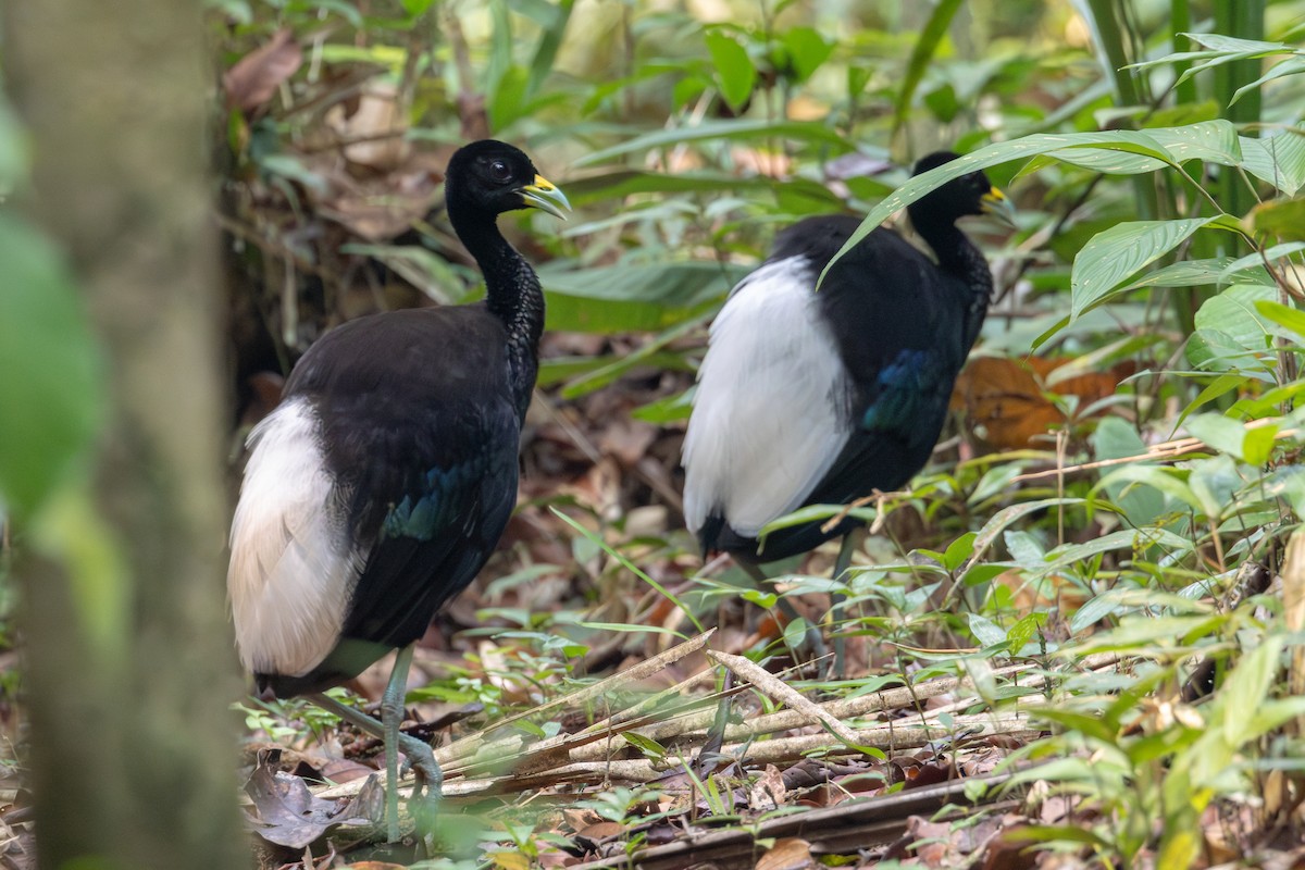 Pale-winged Trumpeter - ML623614375