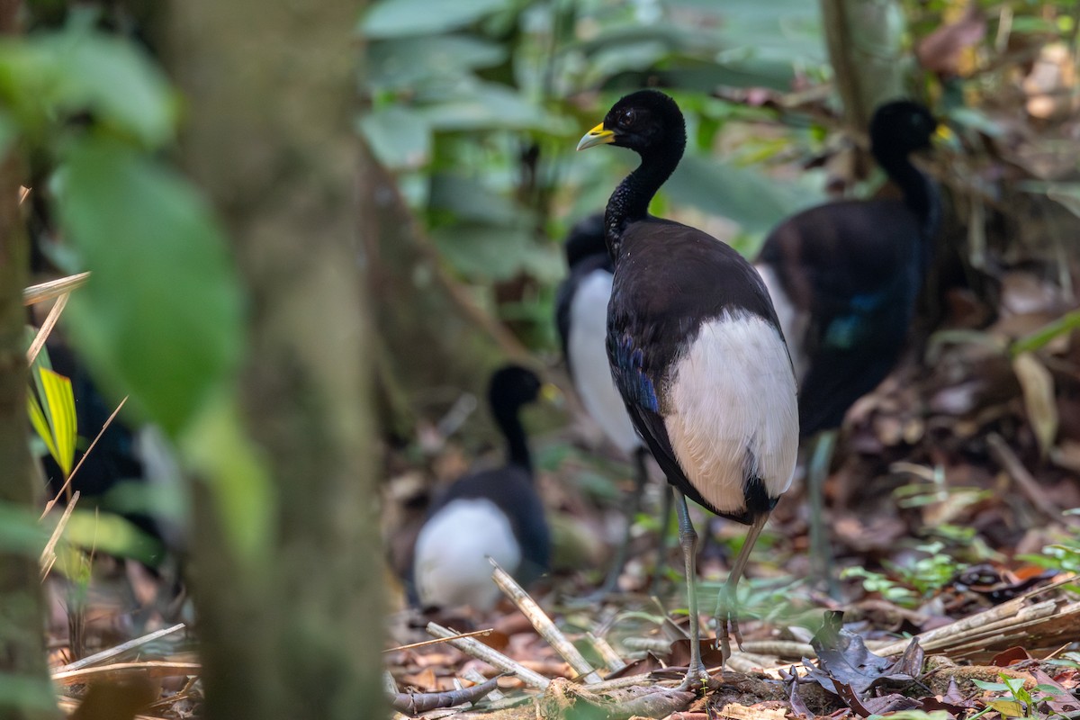 Pale-winged Trumpeter - ML623614376