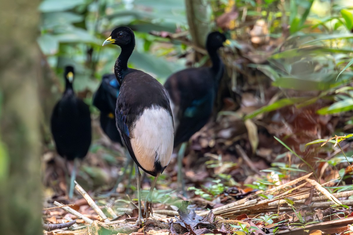 Pale-winged Trumpeter - ML623614377