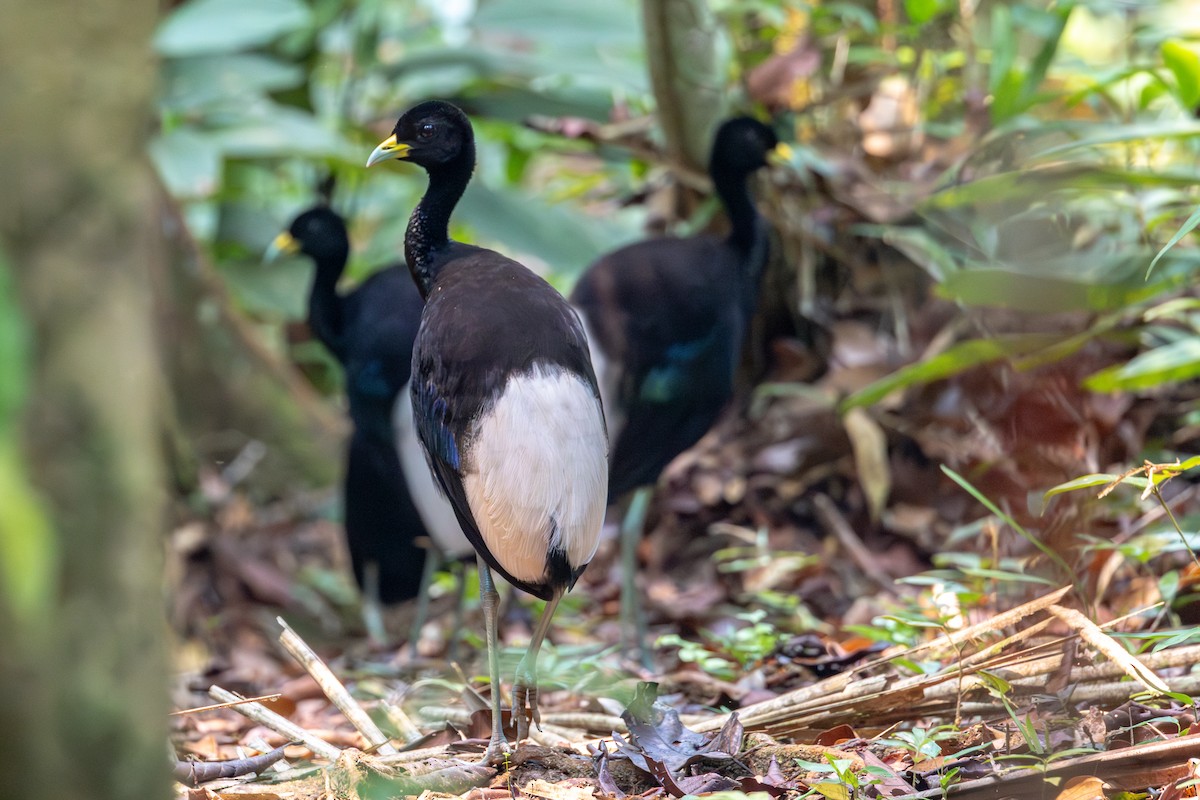 Pale-winged Trumpeter - ML623614378