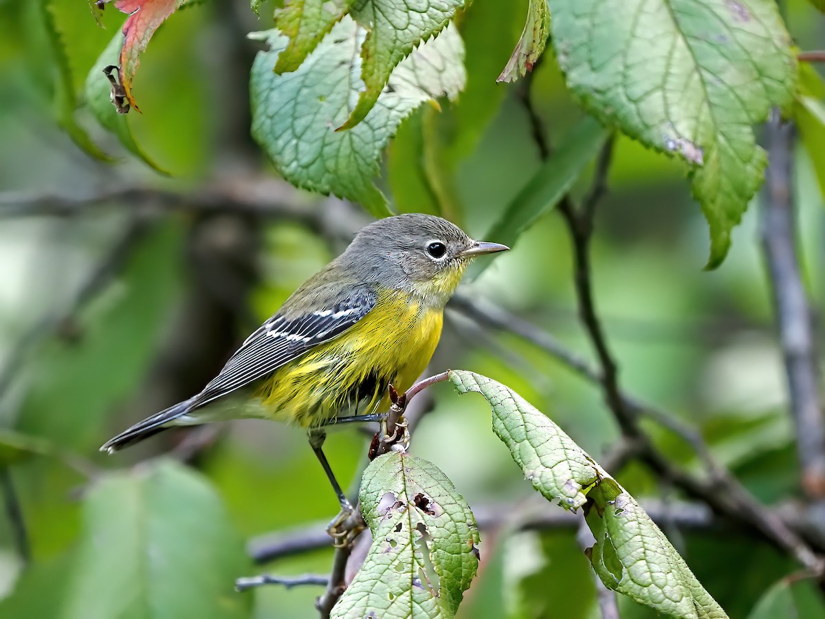 Magnolia Warbler - ML623614400