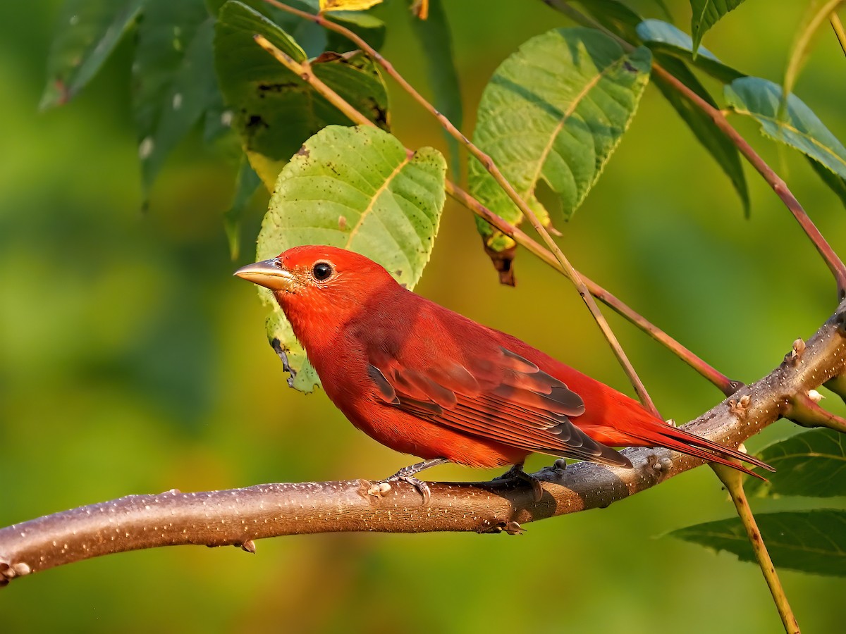 Summer Tanager - ML623614438