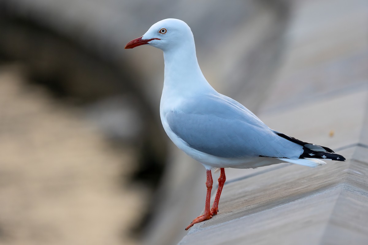 Silver Gull - Ryan Douglas