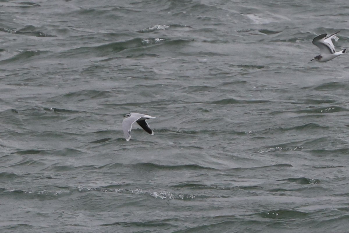 Little Gull - ML623614472