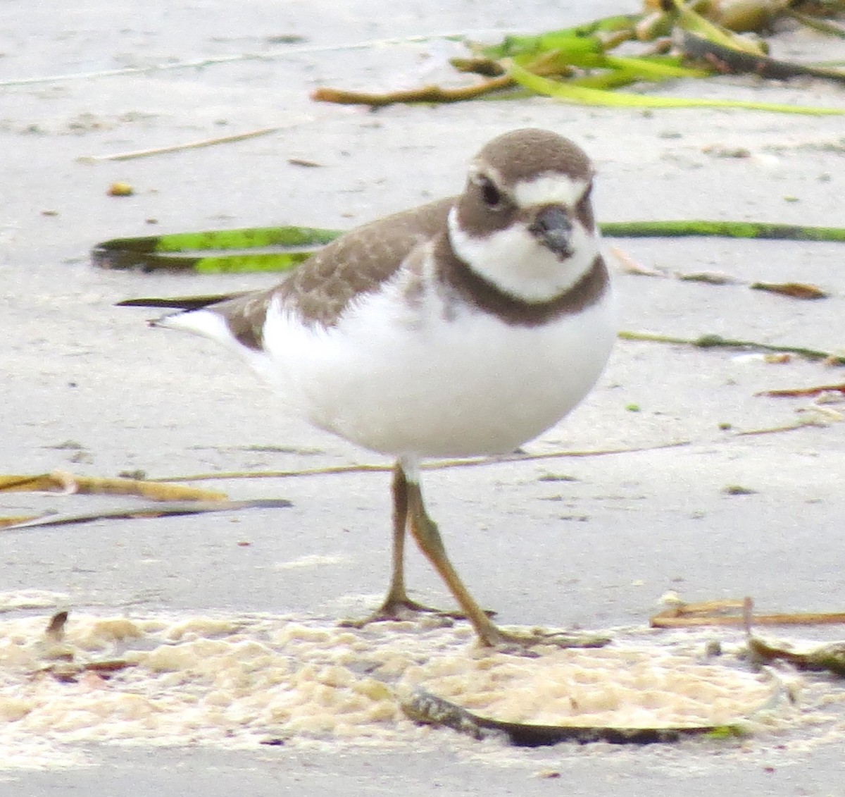 Semipalmated Plover - ML623614477