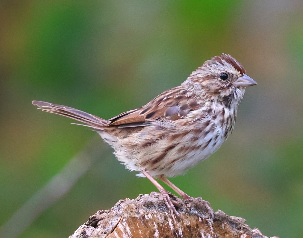 Song Sparrow - ML623614527